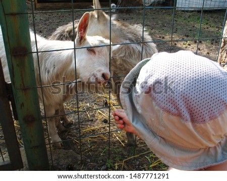 pictured in the photo Baby goat at petting zoo, the image is blurry