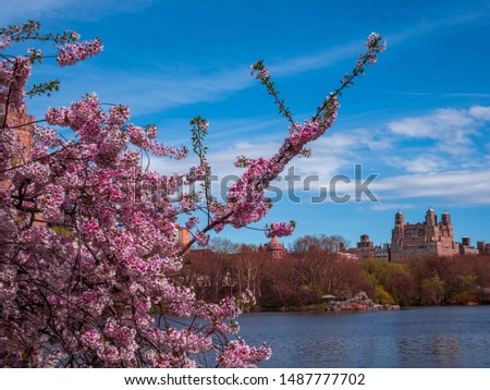 New York Central Park Cherry Blossom during Spring