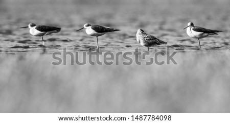 "The Four Musketeers" - black-tailed godwit (Limosa limosa) and black-winged stilts (Himantopus himantopus), beautiful birds sitting at the shore of the pond, South Moravia, Czech Republic