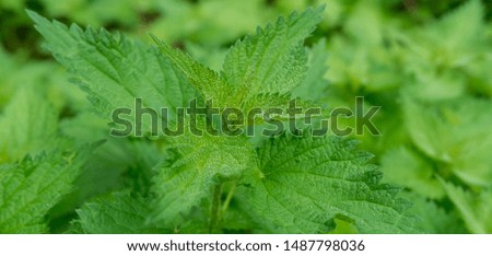 Nettle in nature - medicinal flower