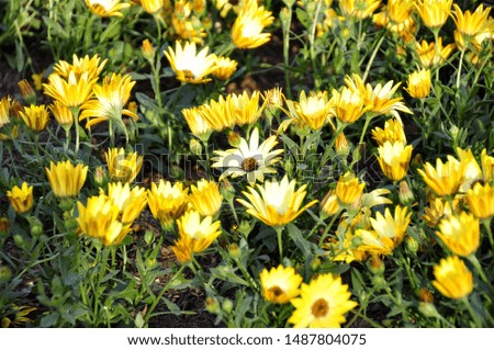 Details of beautiful nature Yellow Flowers with Blurred Background.