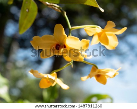 Yellow orchids on big trees.