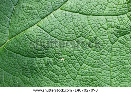 Macro photograph of a leaf of Gunnera manicata also known as giant rhubarb