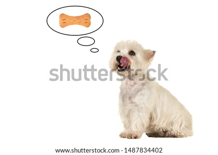 West highland white terrier dog with its tongue out of its mouth licking its mouth thinking of a bone shaped cookie in a thought cartoon balloon on a white background with copy space