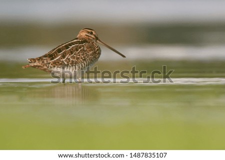 Common snipe (Gallinago gallinago), a beautiful wading bird sitting by the shore of a pond, South Moravia, Czech Republic