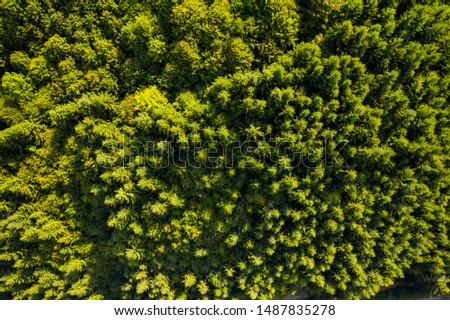 Summer warm sun light forest aerial view 