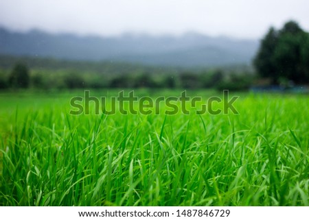 The green rice is raining,Mae Tuen, Omkoi, Chiang Mai, Thailand.