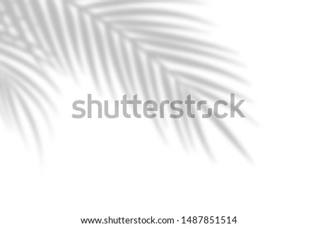 Shadow from palm leaves on a white wall background. White background, cardboard. Abstract image. Tropic concept Royalty-Free Stock Photo #1487851514