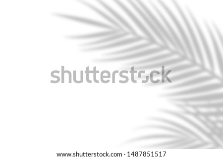Shadow from palm leaves on a white wall background. White background, cardboard. Abstract image. Tropic concept Royalty-Free Stock Photo #1487851517