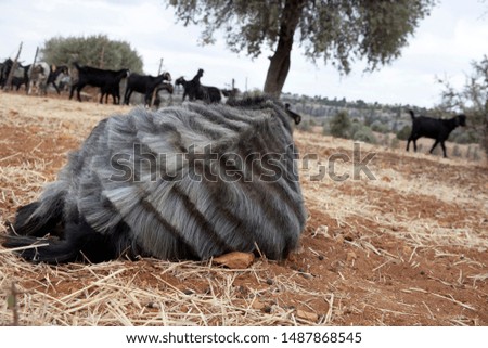 ornate and cute black goat resting