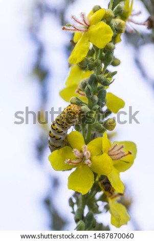 The mullein moth, (Cucullia verbasci), is a noctuid moth. Verbascum speciosum is a species of flowering plant in the figwort family known by the common name Hungarian mullein or showy mullein.