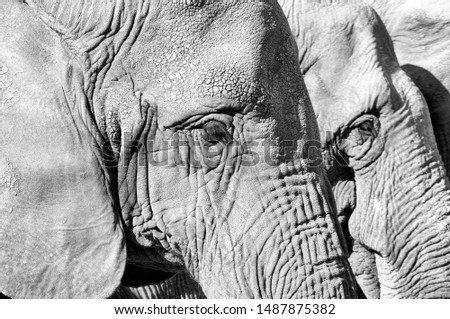 close up of elephants in a row in black and white