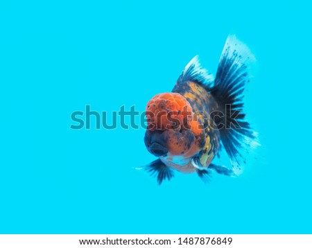 Oranda Goldfish (Carassius auratus) orange-black color with red cap diving in fresh water glass tank isolated on blue background, aquarium pet fish in Thailand.