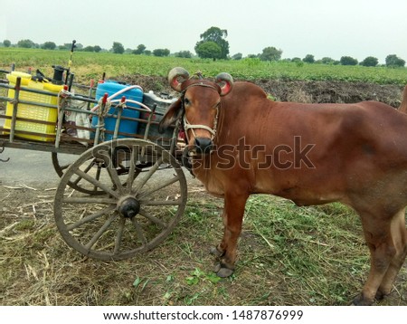Bullock cart with bull in farm And drinking water cans and pump on bullock cart 
