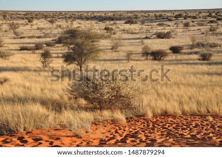 Landscape of Kalahari desert in Namibia