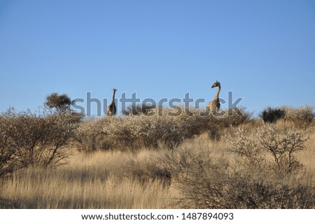 Adult giraffes in Kalahari, Namibia 