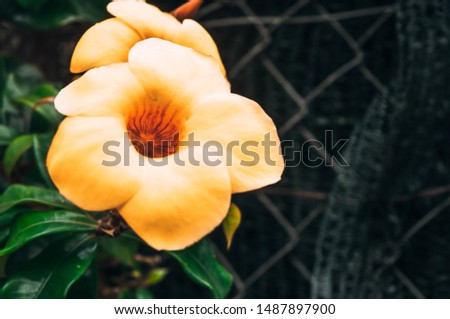 Closeup shot of the bright yellow Huangshan magnolia flower growing on the trellis fence. Blooming flower picture with blurred out of focus background