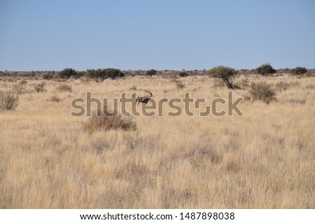 Blue Wildebeest in Kalahari, Namibia