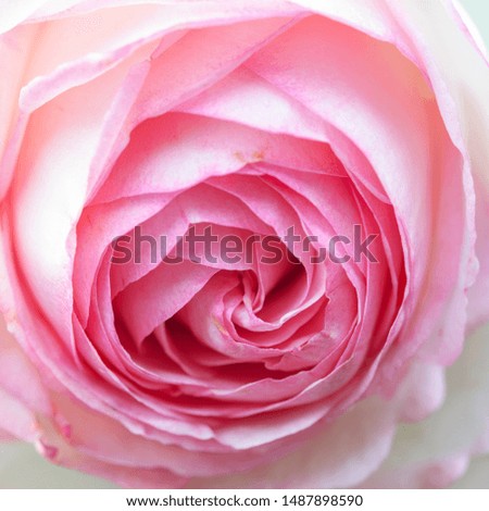 Gentlebeautiful  light rose patels macro background