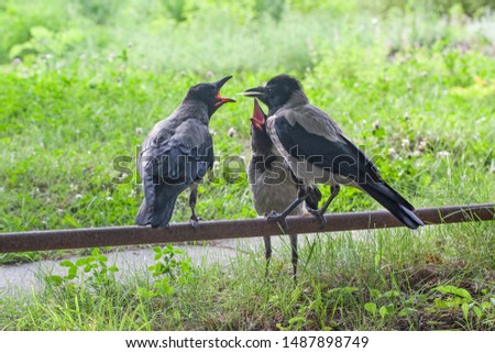 Funny crow family - adult feeding his kids