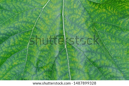 green pumpkin leaf, texture and background close-up