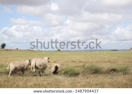 sheep in the field. Flock of sheeps grazing in green farm in France. 