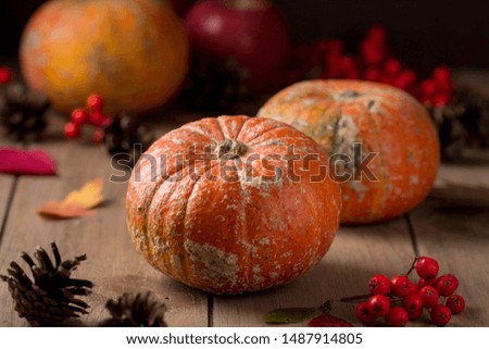 Whole decorative little raw pumpkin on dark wooden background, harvest, atmospheric picture of autumn. Rowan, dry leaves, season