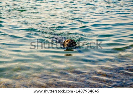 Black dog on the sea in the water.Dog swims in the ocean.
