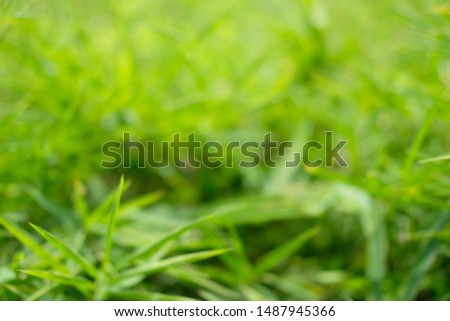 green leaf abstract background in nature
