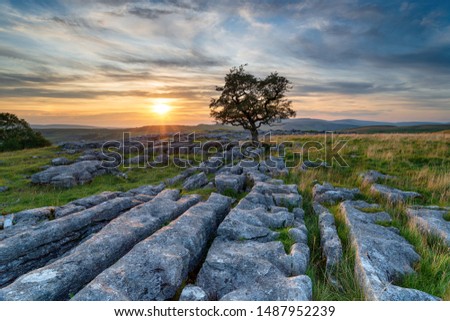 Sunset over a lonely windswept Hawthorn tree on a limestone pavement at the Winskill Stones in the Yorkshire Dales national park Royalty-Free Stock Photo #1487952239
