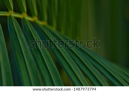 Green tropical palm leaves close up. Royalty-Free Stock Photo #1487973794