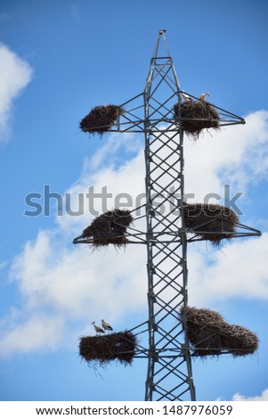 Stork nests on a high voltage tower in the Sierra de Gredos, Ávila