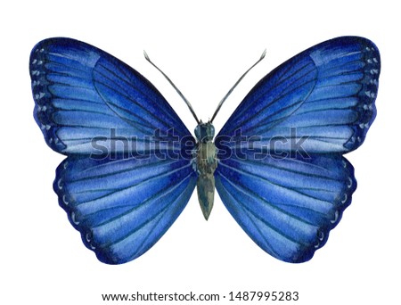 Blue butterfly design on an isolated white background, watercolor illustration, hand drawing, painting