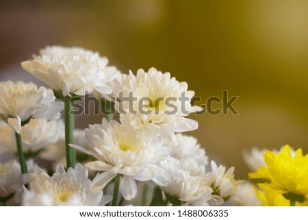 DAISY and Bellis perennis and White flower Orange light