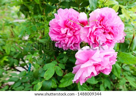 Bunch of beautiful pink roses in the garden close up