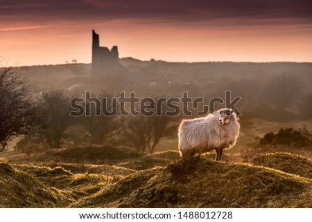 Late Evening Highlights, with backlit handsome sheep on the rugged Bodmin Moor in Cornwall