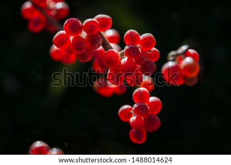 Seamless photo pattern with red fruits of Elaeagnus umbellata on dark bokeh background. Original berries as a beautiful natural texture, botanical style