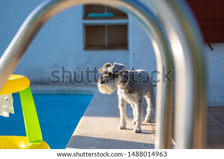 Grey miniature Schnauzer at the edge of a pool, seen through a ladder