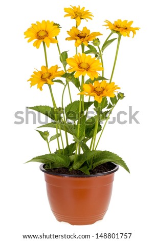 Minimalistic sunflowers macro- flower grow in pot with soil. Isolated