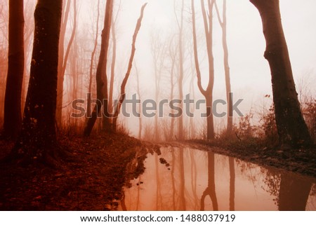 forest landscape with trees reflectiong in water