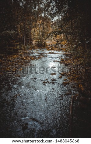 Stormy stream in the forest