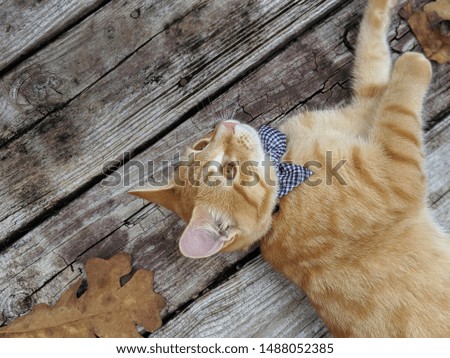 An orange stripped Cat in a blue polka dot Bow Tie.