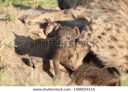 Spotted hyena black cub with his mom, Masai Mara National Park, Kenya.