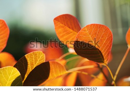 Green and yellow tree leaves under the sun. Blurred background. Seasonal theme.