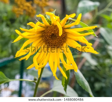 Yellow sunflower flower closeup on green background