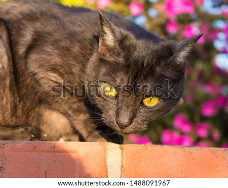 Beautiful black cat with yellow eyes. Contracted pupils. Cute girl lying in the sun in the garden. Looking curious and fun. Nerina cat. Rio Grande do sul, Brasil.