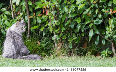Funny cat with long hair in a garden, purebred siberian feline. Hypoallergenic animal of livestock, sitting under the plants