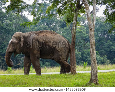 Wild elephants on green fields, Thailand