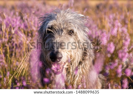 Face of Sir Henry Scottish Deerhound  Royalty-Free Stock Photo #1488099635