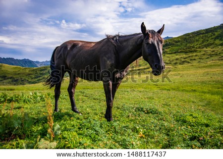 Horse grazing on mountain green valley. Mountain green valley horse graze. Majestic mountain landscape with cloudy sky. Green slopes, flowers, vegetation. Caucasus Mountains, Sochi, Russia.